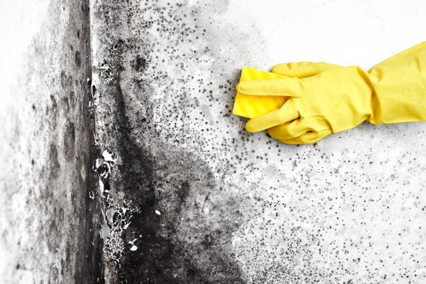 Best Mold Remediation  in Ettrick, VA