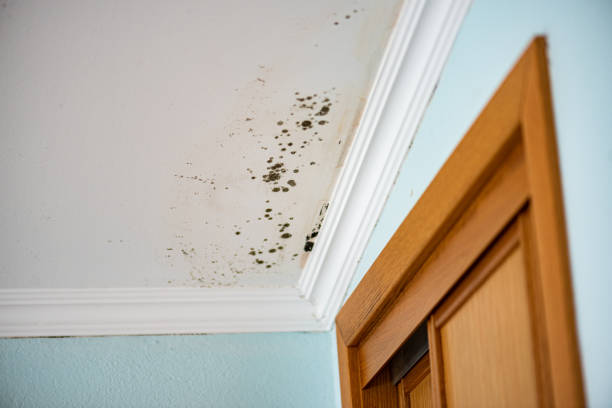Best Emergency Mold Removal  in Ettrick, VA