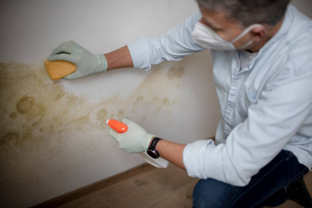 Best Mold Testing  in Ettrick, VA