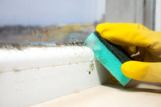Best Same-Day Mold Removal  in Ettrick, VA